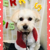 マルチーズ×トイプードルmix