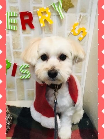 マルチーズ×トイプードルmix