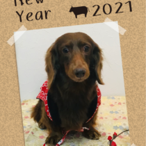 Mダックスフント