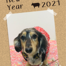 Mダックスフント