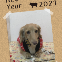 Mダックスフント