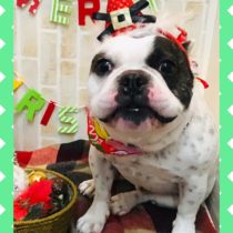 フレンチブルドッグ