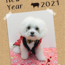 マルチーズ×チワワmix