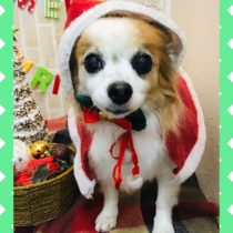 パピヨン×チワワmix