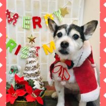 ジャックラッセルテリア