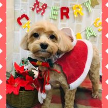 マルチーズ×トイプードルmix