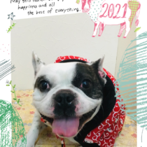 フレンチブルドッグ