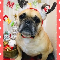 フレンチブルドッグ