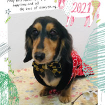 Mダックスフント