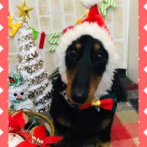 Mダックスフント