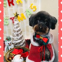 チワワ×トイプードルmix