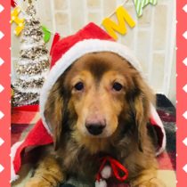 Mダックスフント