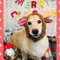 Mダックスフント