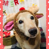 Mダックスフント