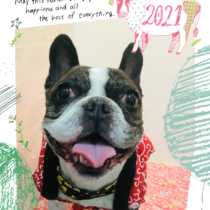 フレンチブルドッグ