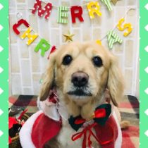 Mダックスフント