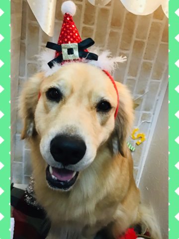 ゴールデンレトリバー