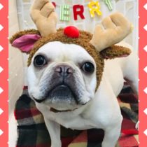 フレンチブルドッグ