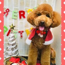 ミニチュアプードル