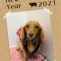 Mダックスフント