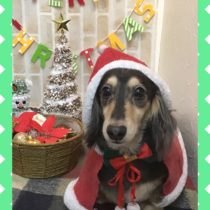 Mダックスフント