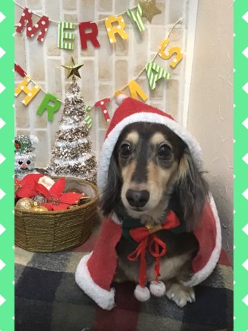 Mダックスフント