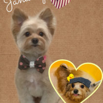 ポメラニアン＆トイプードルmix