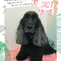 イングリッシュコッカースパニエル