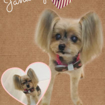 ヨークシャテリア