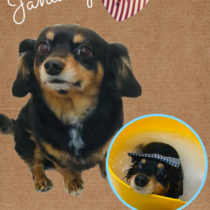 チワワ×Mダックスフントmix