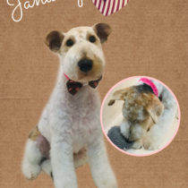 ワイヤーフォックステリア