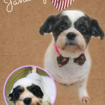 チワワ×シーズーmix