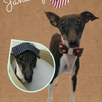 イタリアングレーハウンド