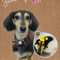 Mダックスフント