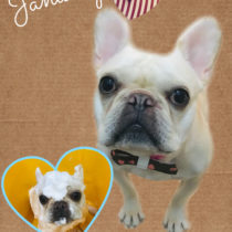 フレンチブルドッグ