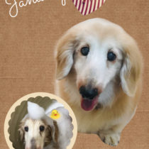 Mダックスフント