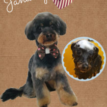 チワワ×トイプードルmix