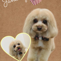 マルチーズ×トイプードルmix