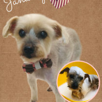 ヨークシャテリア