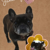 フレンチブルドッグ