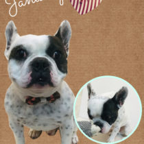 フレンチブルドッグ