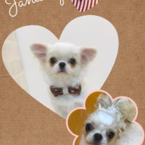 ペキニーズ×チワワmix