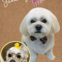 ビションフリーゼ×ペキニーズmix