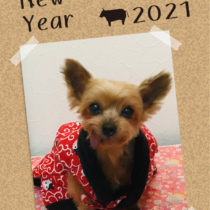 ヨークシャテリア