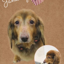 Mダックスフント