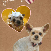 ヨークシャテリア