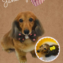 Mダックスフント