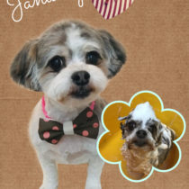 マルチーズ×チワワmix