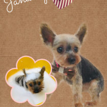 ヨークシャテリア