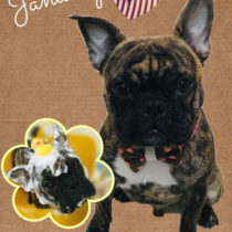 フレンチブルドッグ